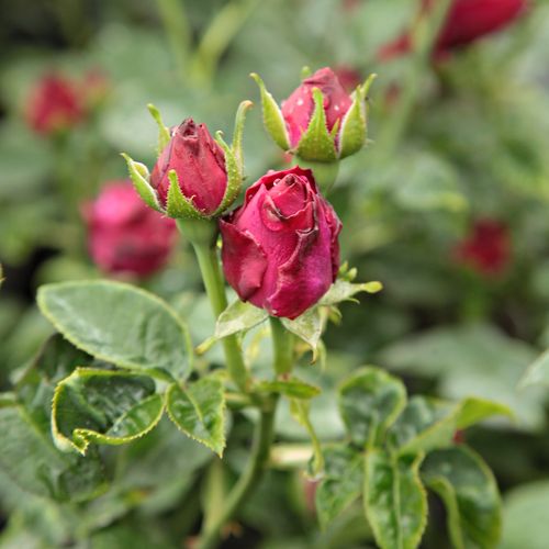 Rosen Online Kaufen - Rosa Souvenir du Docteur Jamain - violett - hybrid perpetual rosen - diskret duftend - François Lacharme - Auf ihren fast dornenlosen Trieben blühen durchgehend lilarote Blüten.